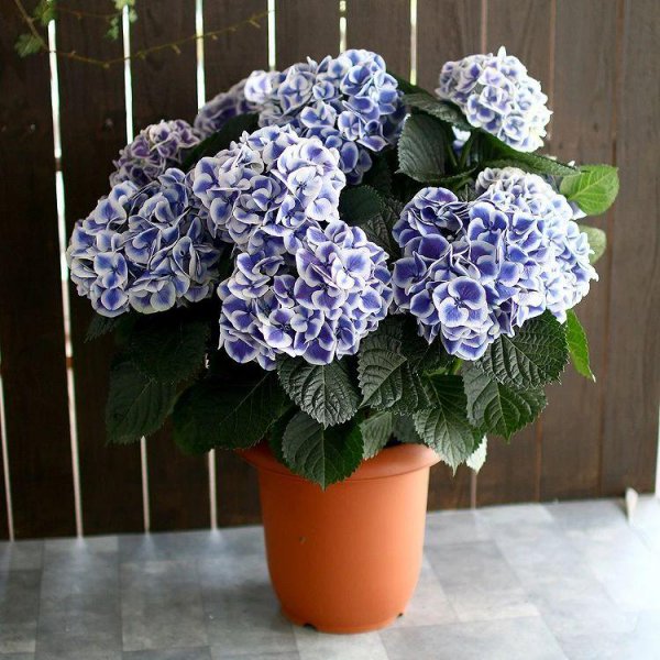 绣球花怎么养才能更旺盛