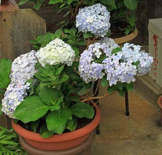绣球花怎么养才能更旺盛