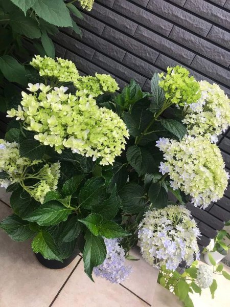 绣球花怎么养才能更旺盛