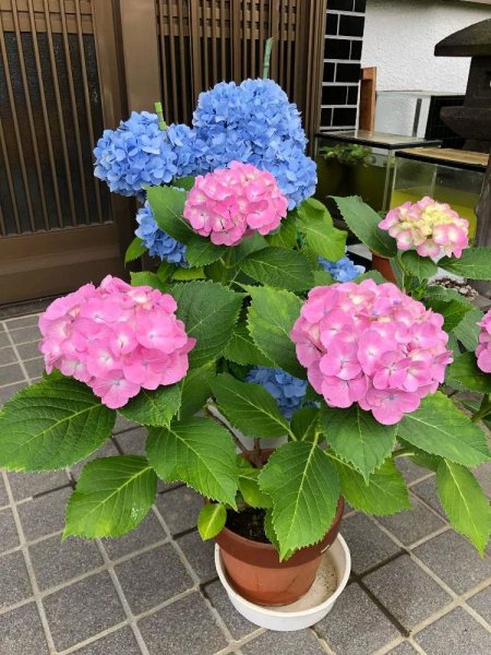 绣球花怎么养才能更旺盛