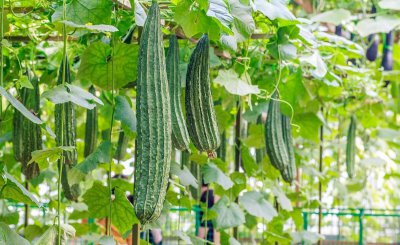 夏季种什么菜合适 夏季种植蔬菜品种大全
