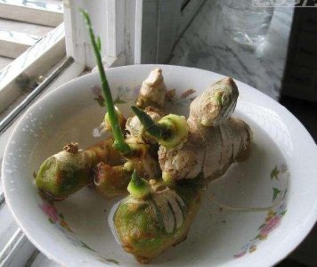 生姜发芽了怎么种盆栽 生姜的种植方法和管理