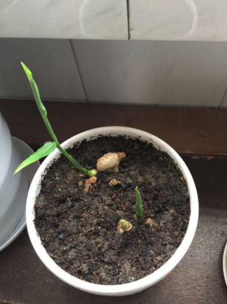 生姜发芽了怎么种盆栽