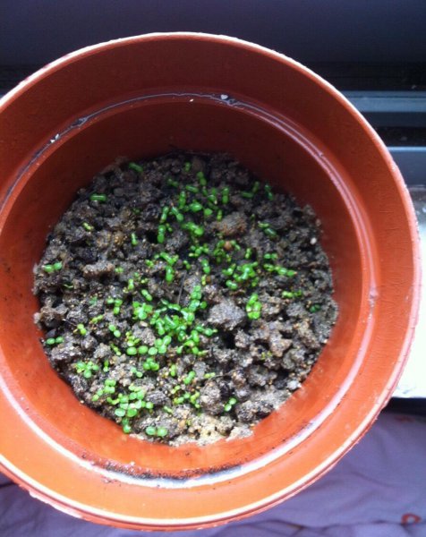 新手怎么种植草莓籽
