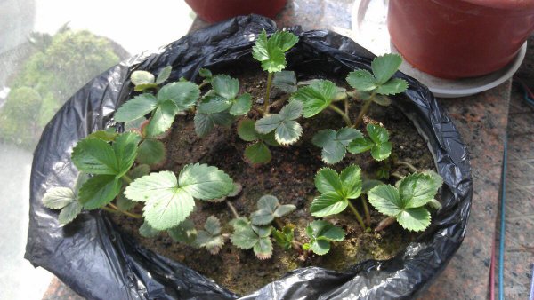 新手怎么种植草莓籽