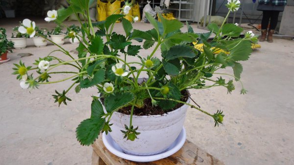 新手怎么种植草莓籽