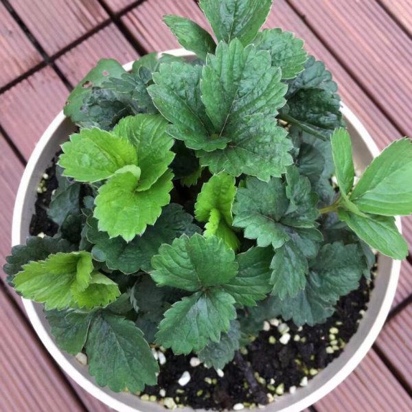 新手怎么种植草莓籽