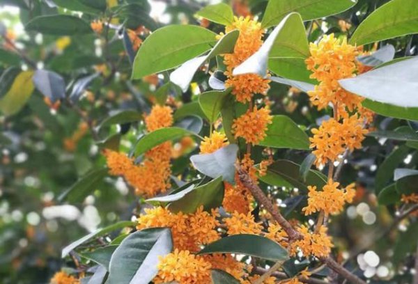 桂花品种哪种最好