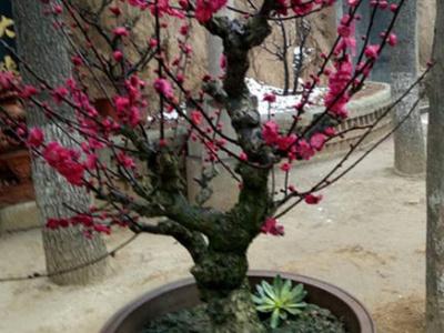 盆栽植物怎样才养得好
