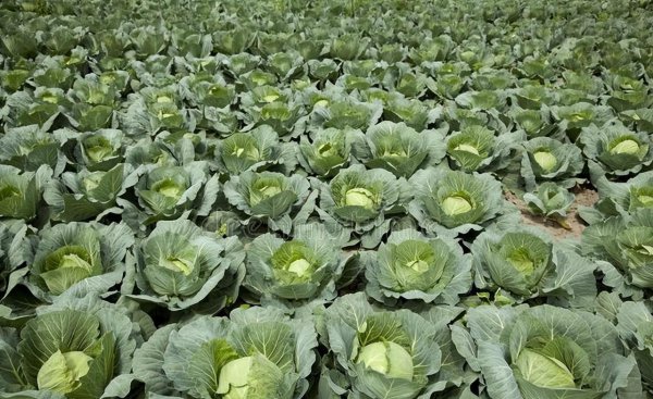 夏天可以种植什么蔬菜