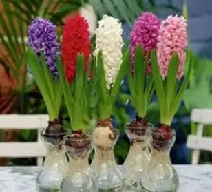 水生植物有哪些品种