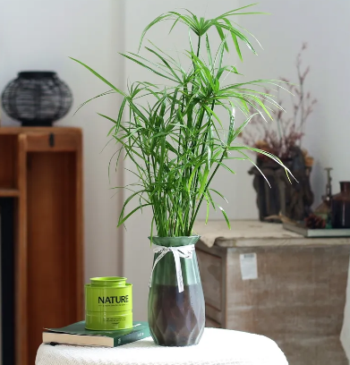 水生植物有哪些品种