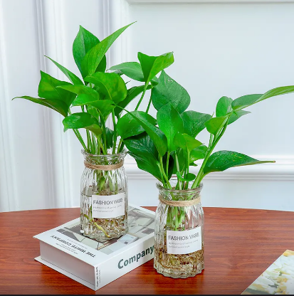 水生植物有哪些品种