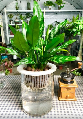 水生植物有哪些品种