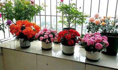 长寿花夏季如何养护 详解长寿花的养护常识