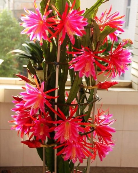 令箭花怎么养长得好