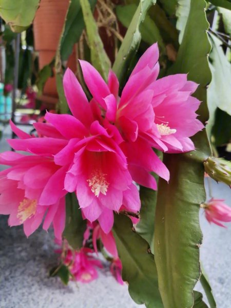 令箭花怎么养长得好