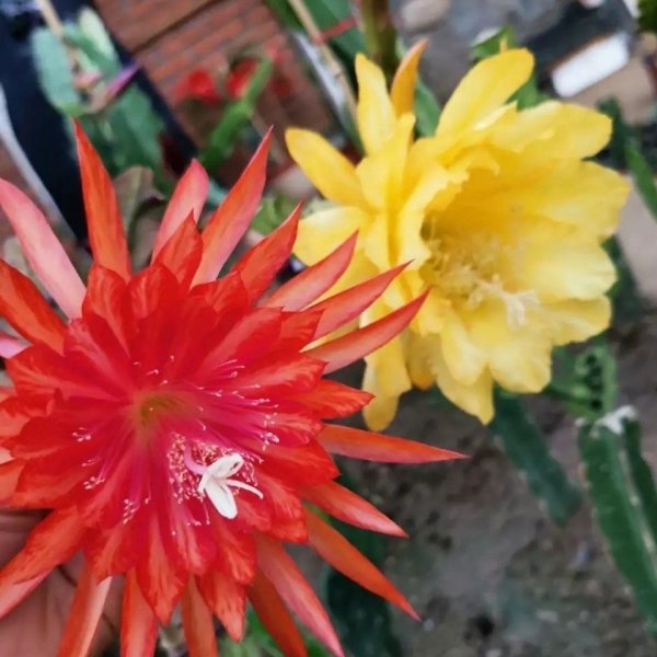 令箭花怎么养长得好