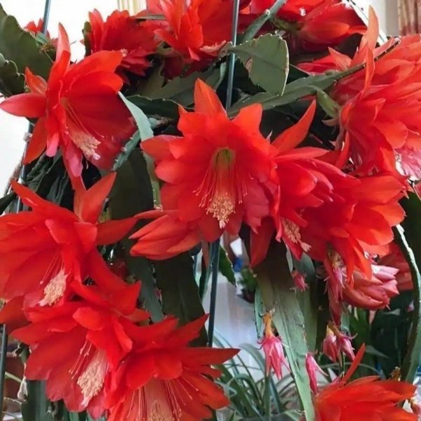 令箭花怎么养长得好