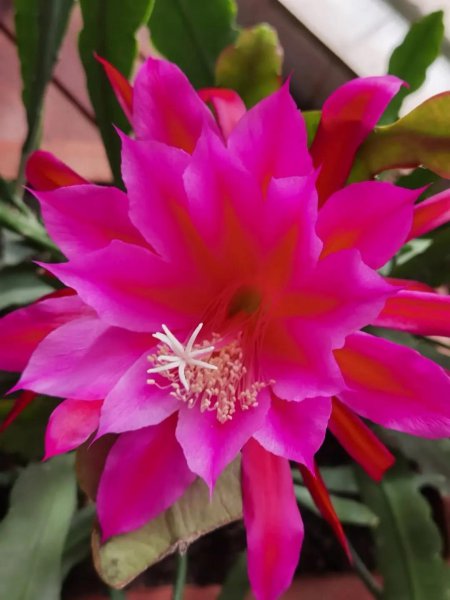 令箭花怎么养长得好