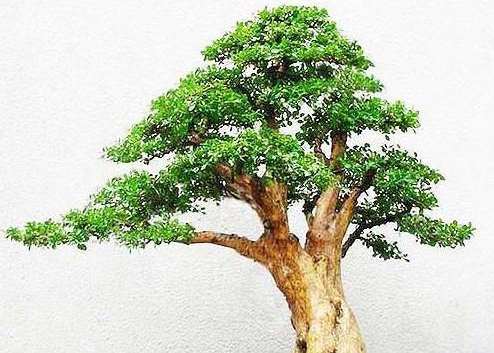 珍珠黄杨盆景怎么养