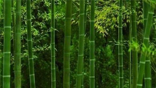 竹子的种类有哪些