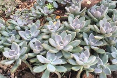 多肉植物种类哪个好看 多肉植物的品种大全