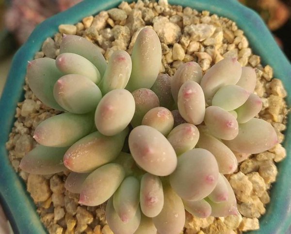 多肉植物种类哪个好看