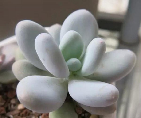 多肉植物种类哪个好看
