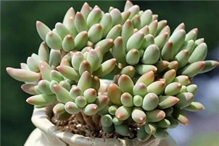 多肉植物种类哪个好看