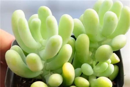 多肉植物种类哪个好看