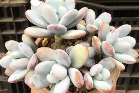 多肉植物种类哪个好看