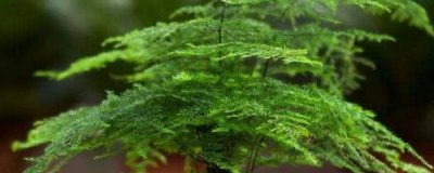 文竹怎么繁殖扦插 文竹盆栽的养殖方法