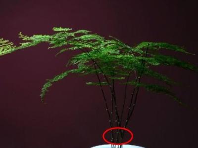 文竹怎么繁殖扦插