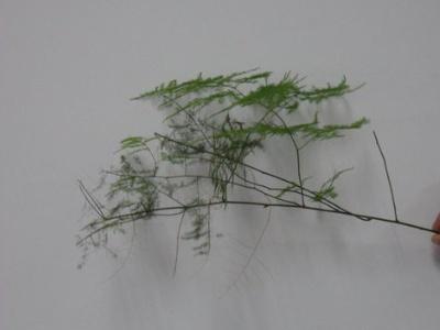 文竹怎么繁殖扦插