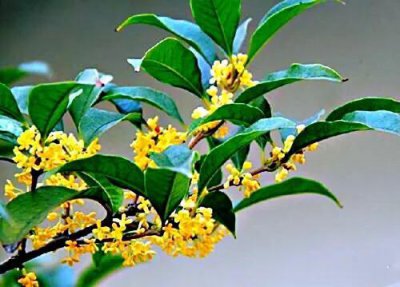 四季桂有哪些品种 四季桂花品种大全介绍