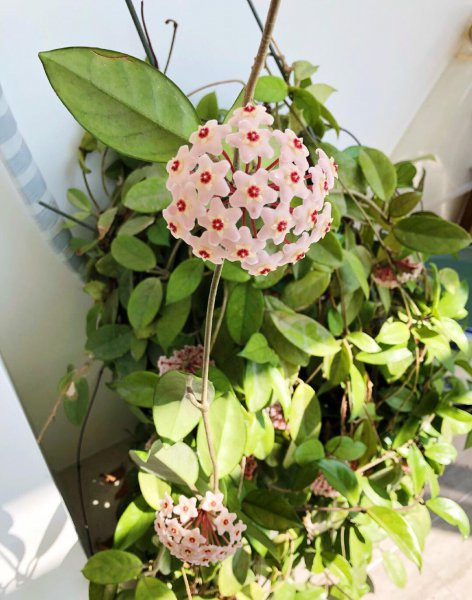 球兰花怎样养才开花