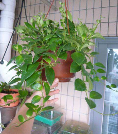 球兰花怎样养才开花