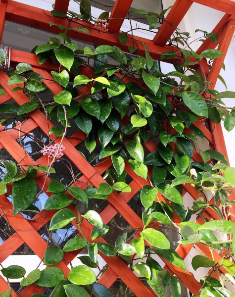 球兰花怎样养才开花