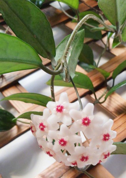 球兰花怎样养才开花