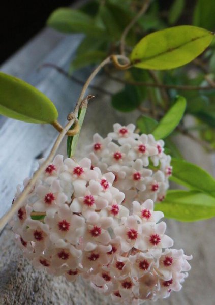 球兰花怎样养才开花