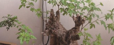 黄荆盆景怎么养护 黄荆盆景的养护知识