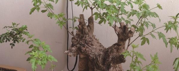 黄荆盆景怎么养护