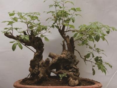 黄荆盆景怎么养护