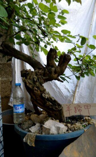 羊蹄甲盆景怎么养