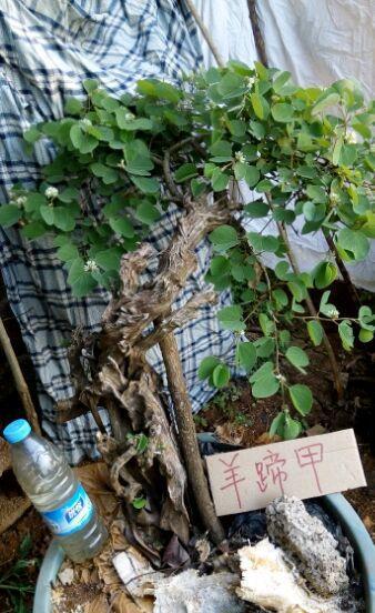羊蹄甲盆景怎么养
