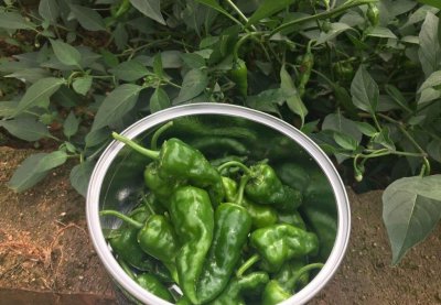辣椒阳台盆栽种植方法 花盆里种辣椒全过程