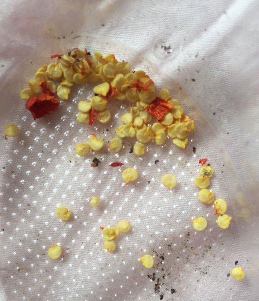 辣椒阳台盆栽种植方法