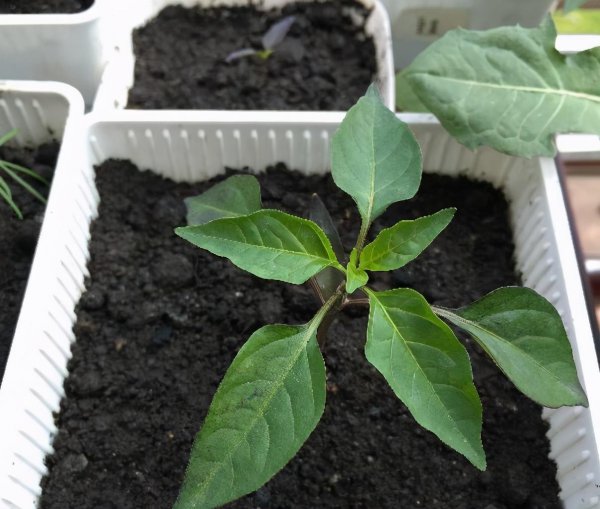 辣椒阳台盆栽种植方法