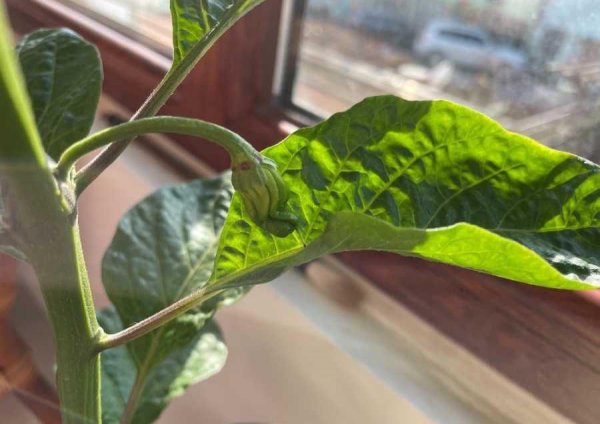 辣椒阳台盆栽种植方法